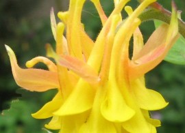 c4db2600eadfc993fdb085c3e6749e44--wonderful-flowers-unusual-flowers (1)